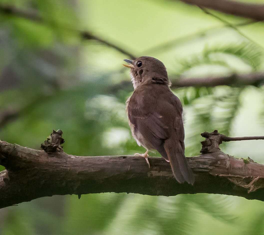 Brown-chested Jungle Flycatcher - ML166768381