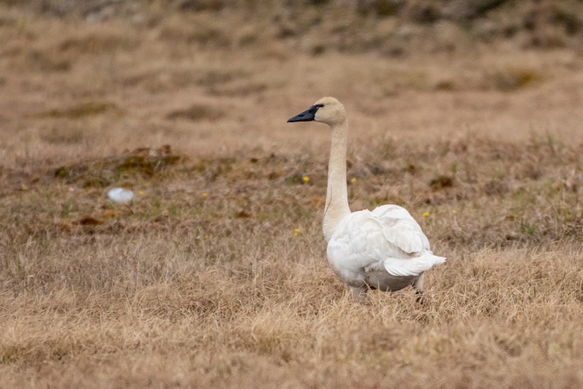 Tundra Swan (Whistling) - ML166770521