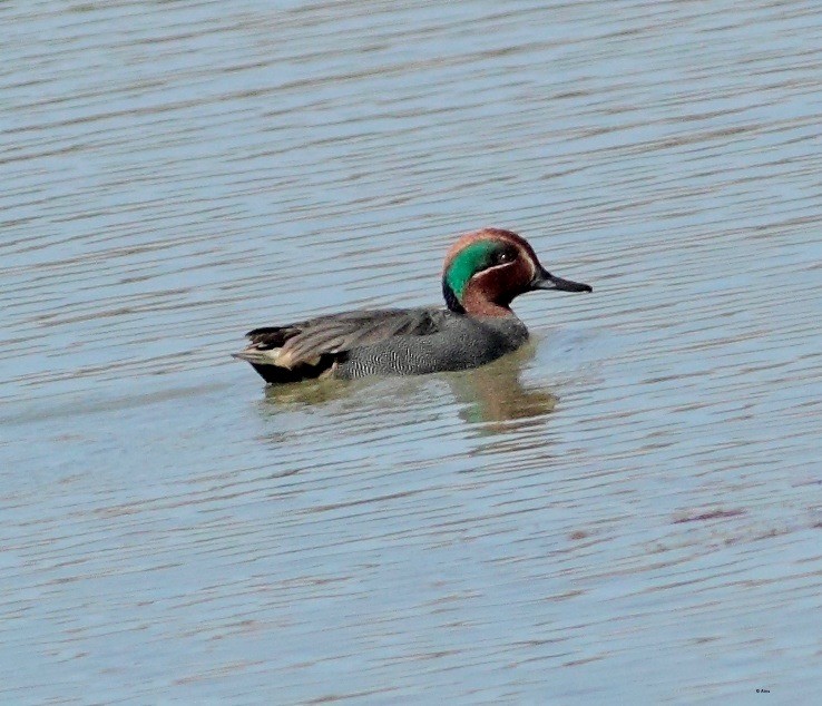 Green-winged Teal - ML166772131