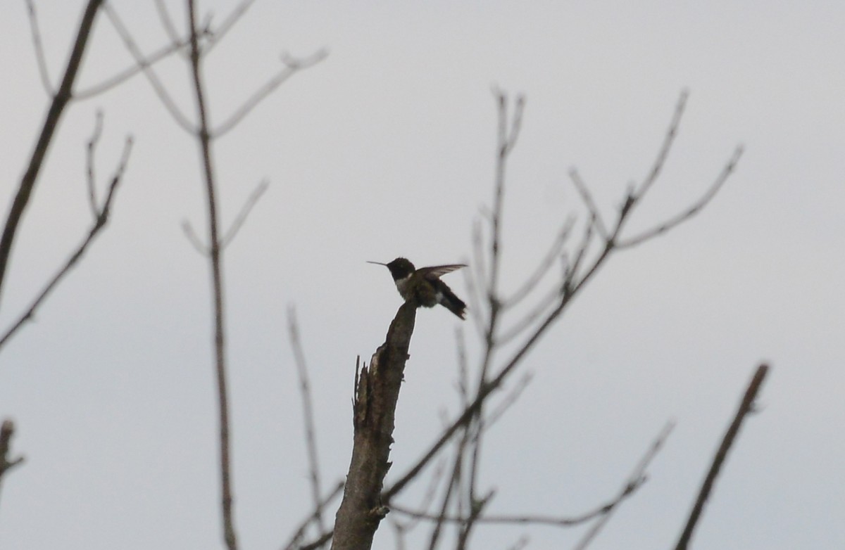 Ruby-throated Hummingbird - Bill Telfair