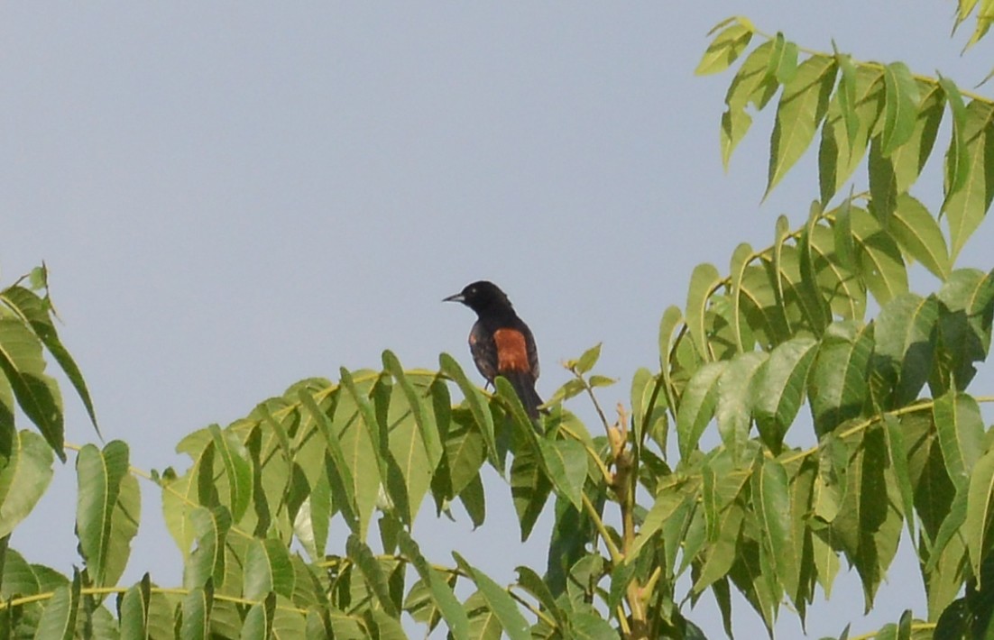 Orchard Oriole - ML166774941
