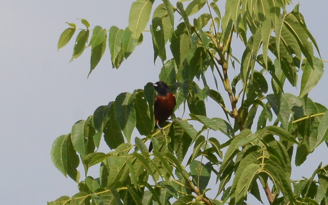 Orchard Oriole - ML166774951