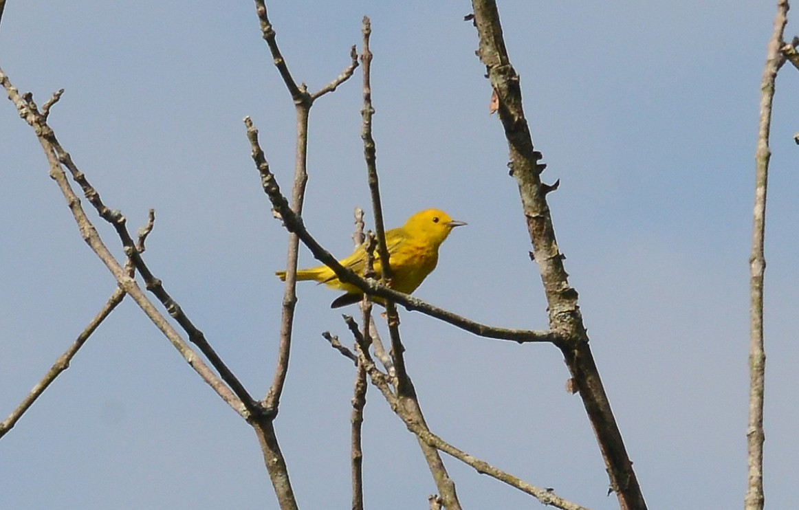Yellow Warbler - Bill Telfair