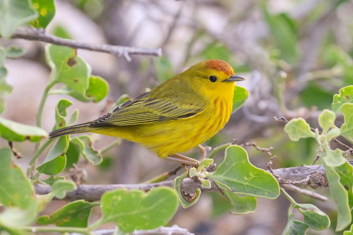 Yellow Warbler (Galapagos) - Michael O'Brien