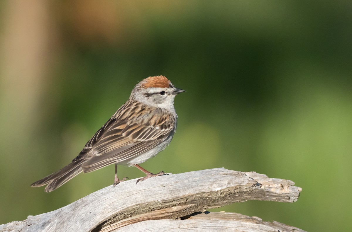 Chipping Sparrow - ML166776631