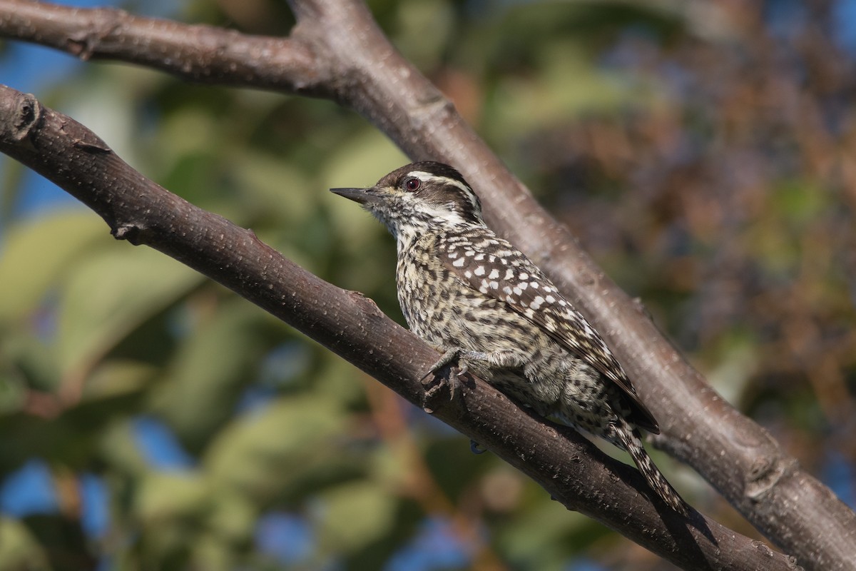 Checkered Woodpecker - Pablo Re