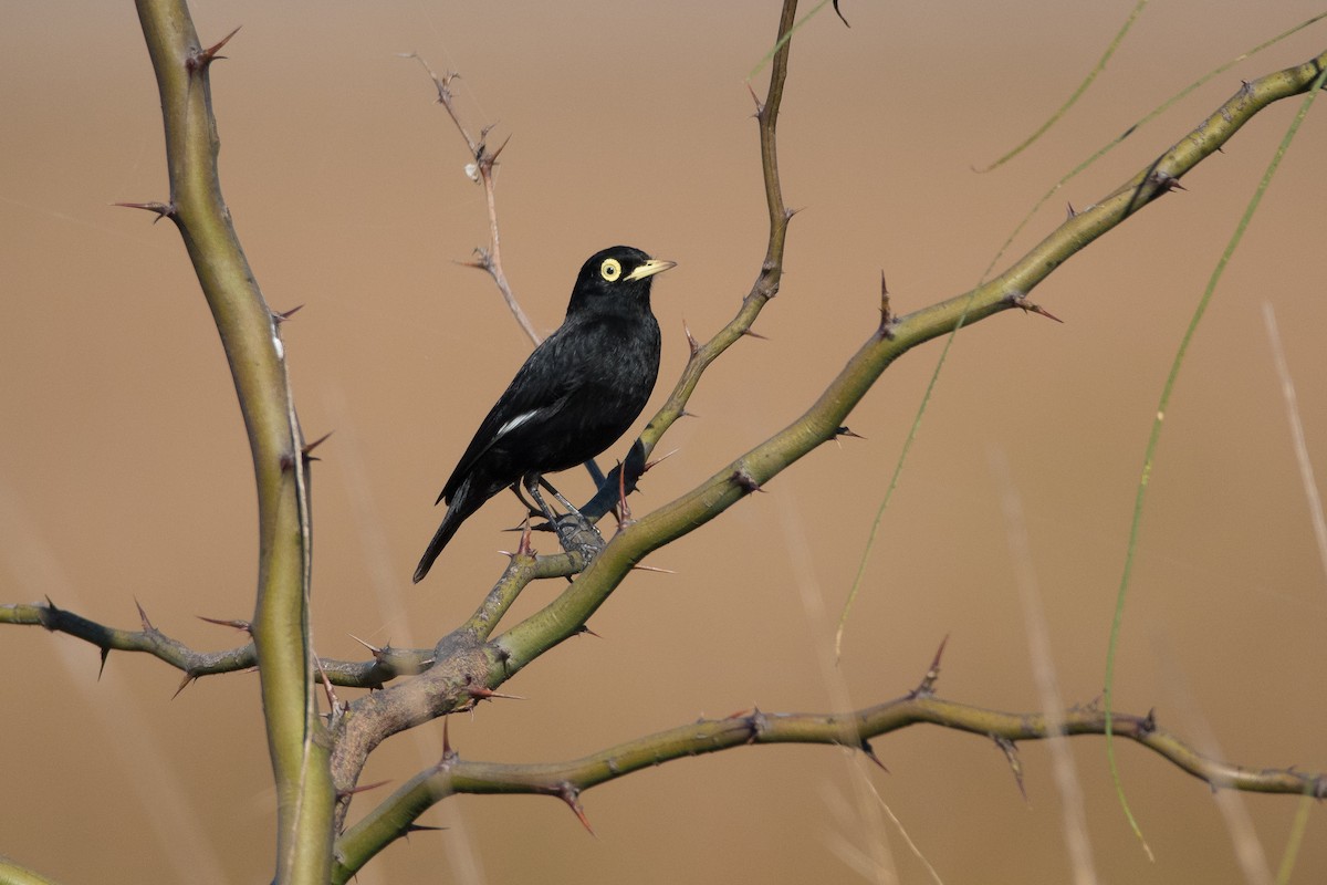 Spectacled Tyrant - ML166782451