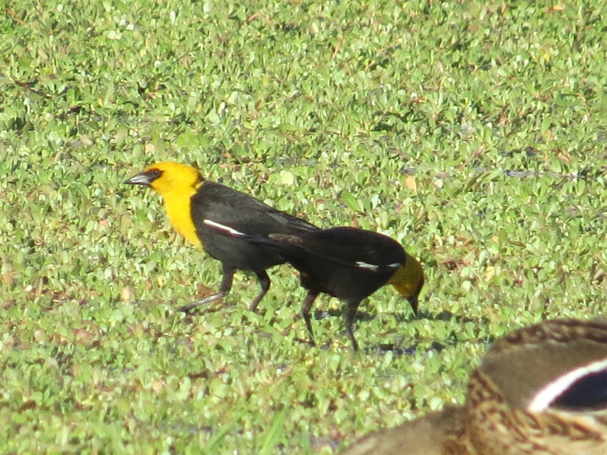 Yellow-headed Blackbird - ML166786291