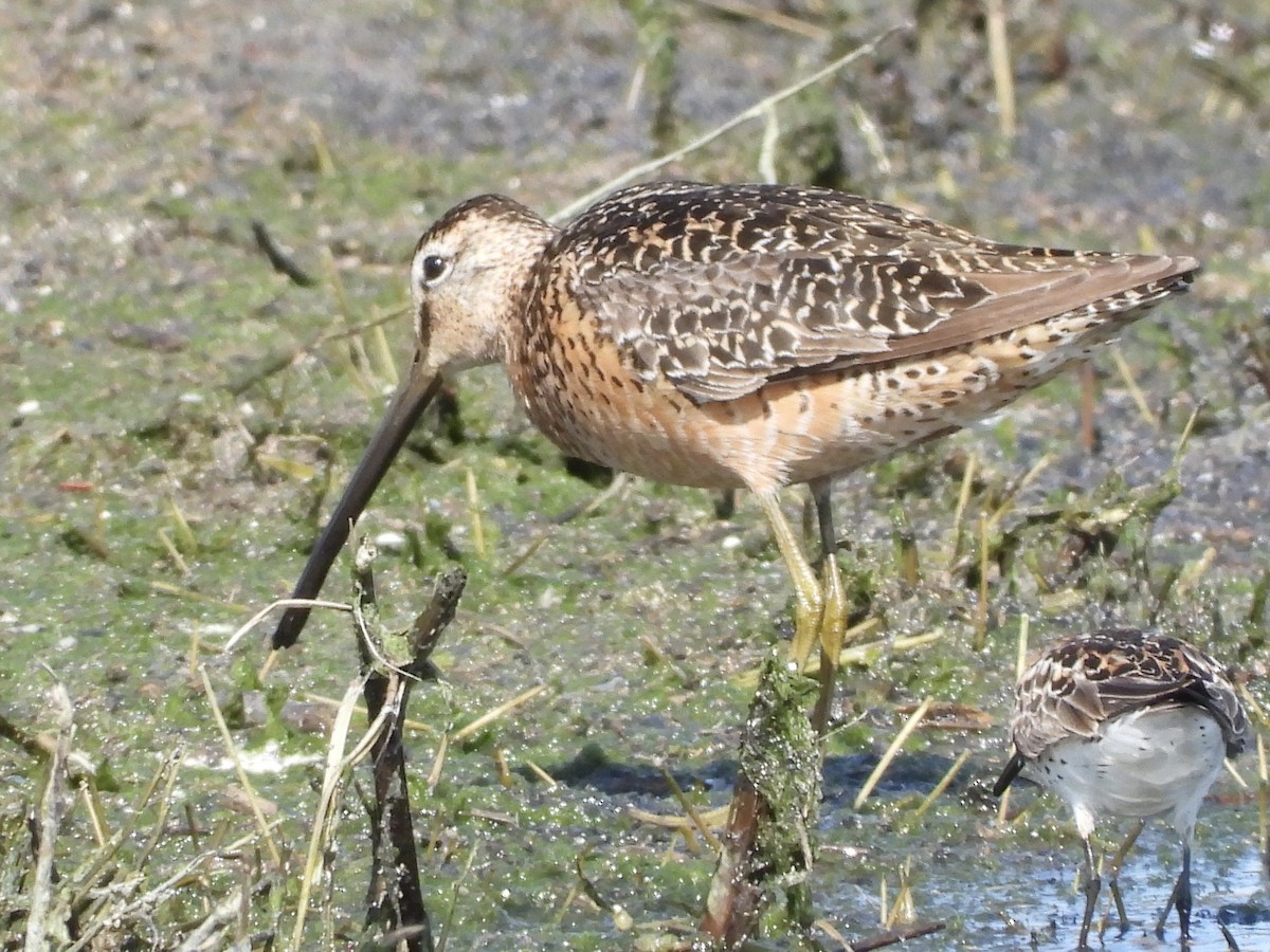 Long-billed Dowitcher - ML166796101