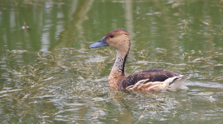 Fulvous Whistling-Duck - ML166796951