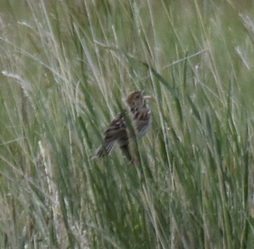 Baird's Sparrow - ML166797261