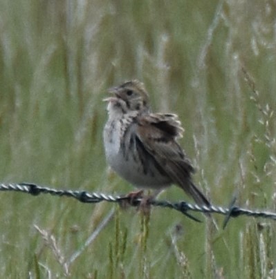 Baird's Sparrow - ML166797291