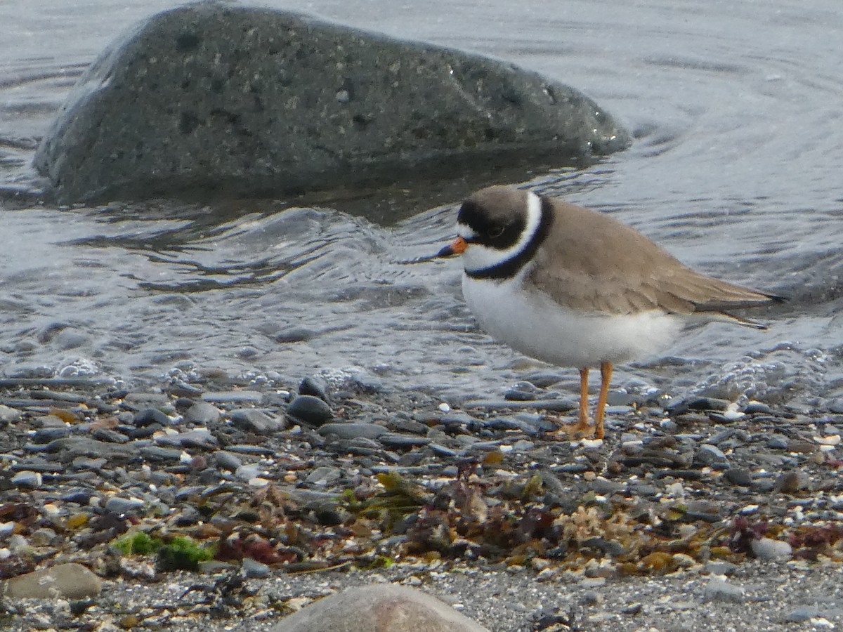 Semipalmated Plover - Parker Davis