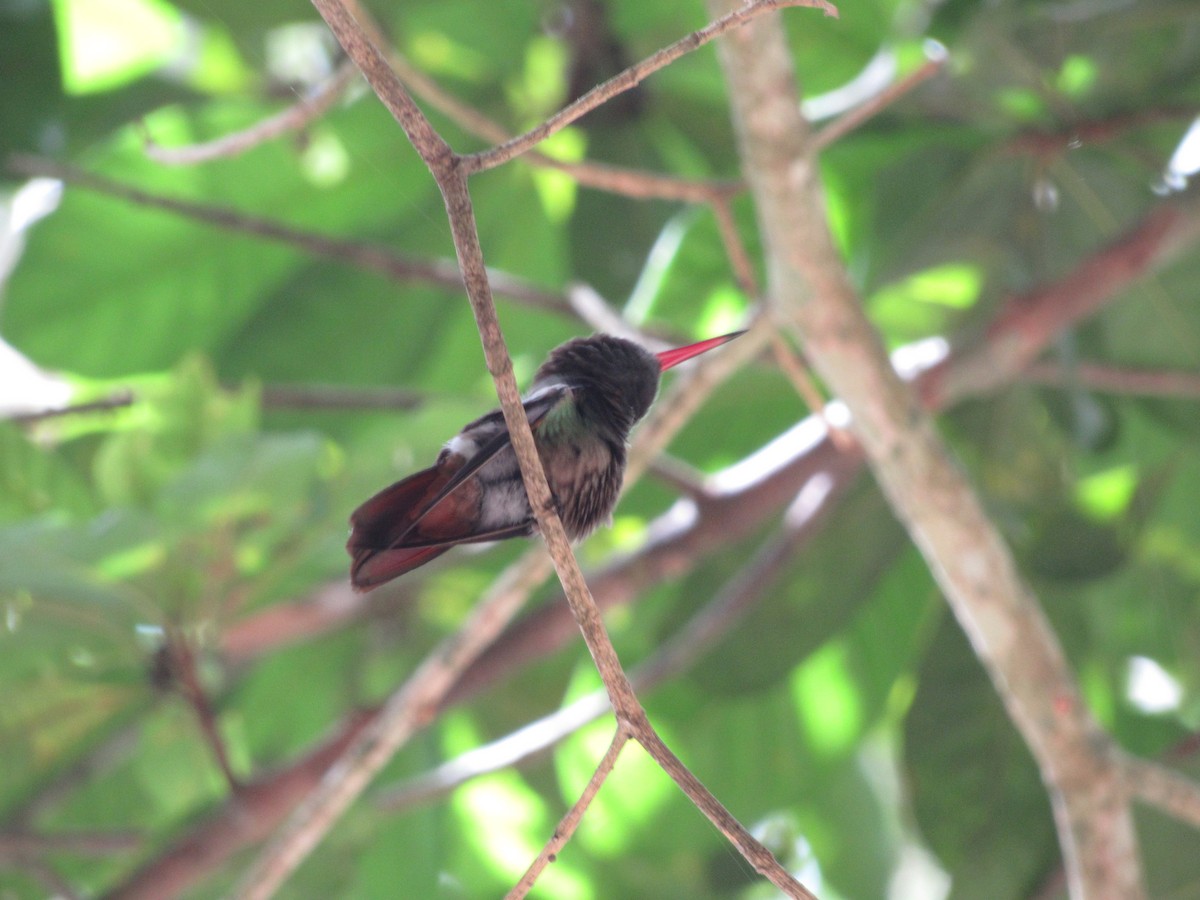 Buff-bellied Hummingbird - Esmeralda  Teo