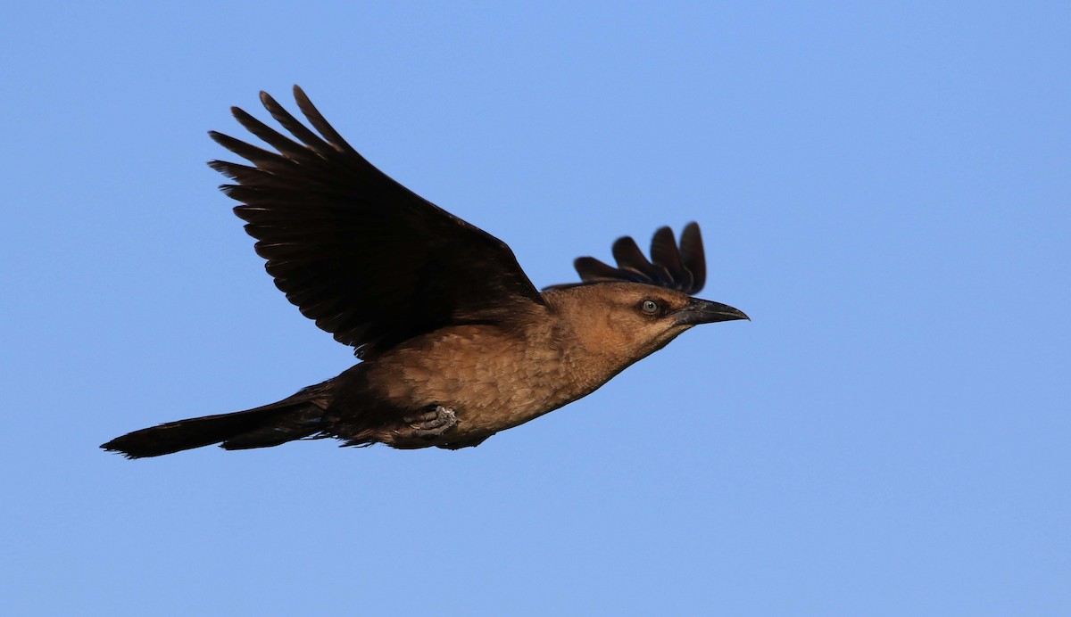 Boat-tailed Grackle - ML166798091