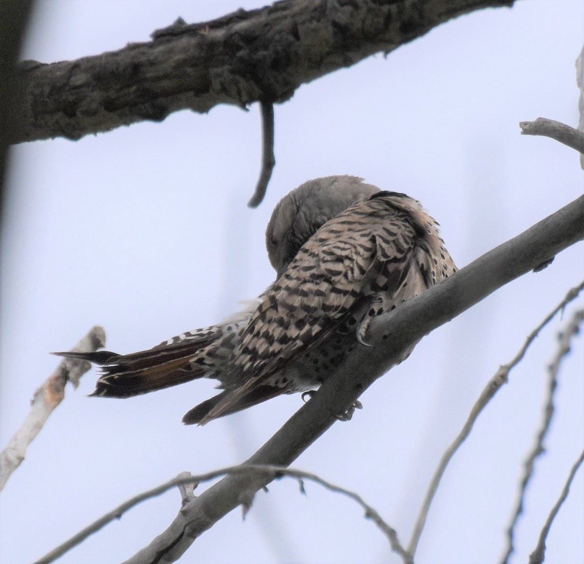 Northern Flicker (Red-shafted) - ML166798211