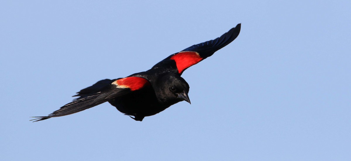 Red-winged Blackbird - ML166798241