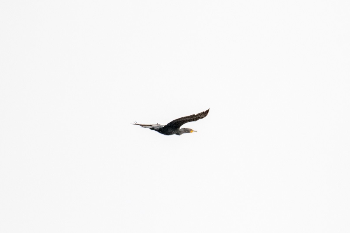 Double-crested Cormorant - James McNamara