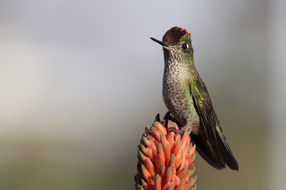 Green-backed Firecrown - ML166800871