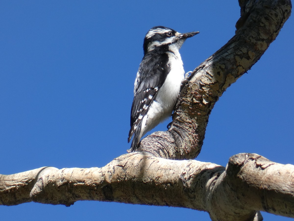 Hairy Woodpecker (Rocky Mts.) - ML166803371
