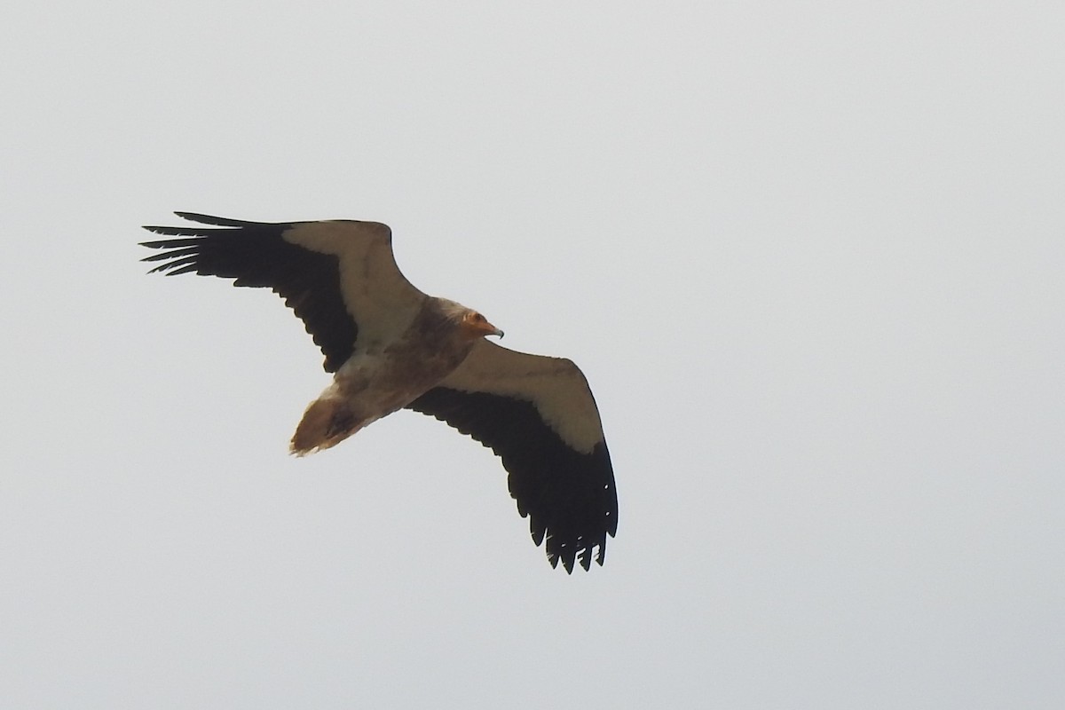 Egyptian Vulture - ML166804531