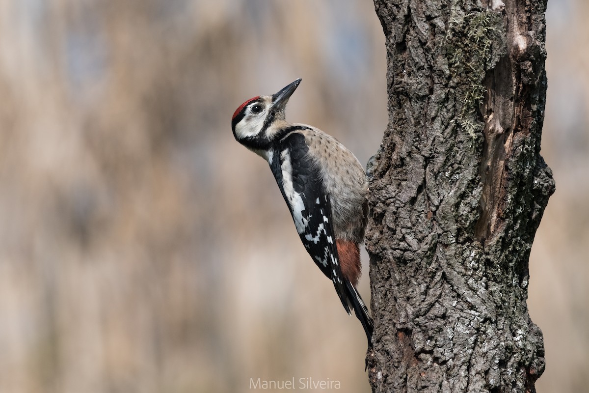 Great Spotted Woodpecker - Manuel Silveira