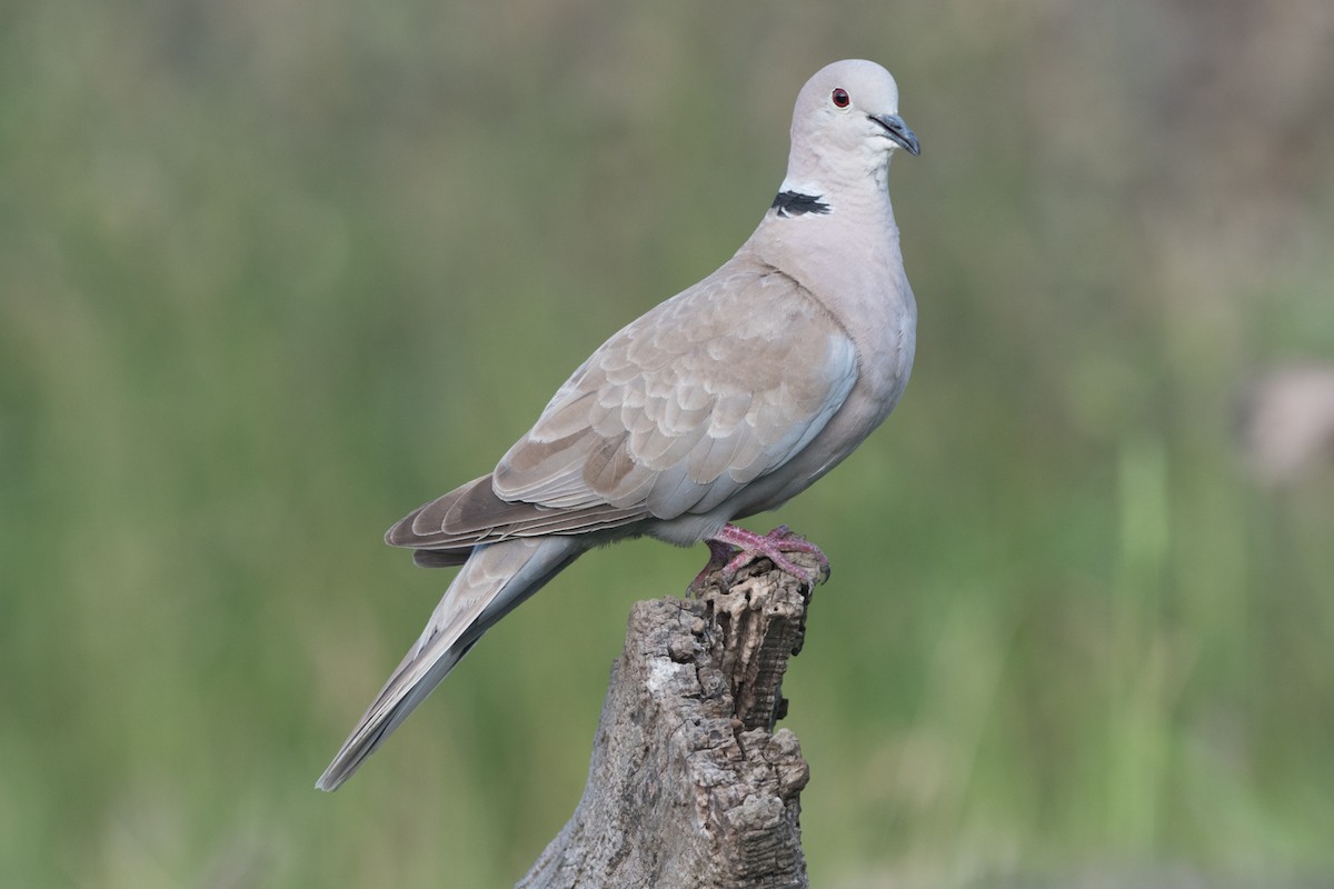 Eurasian Collared-Dove - ML166806281