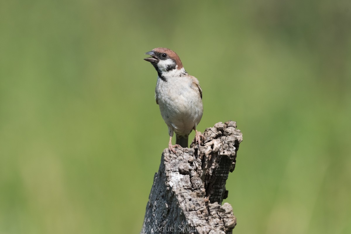 Eurasian Tree Sparrow - ML166806381