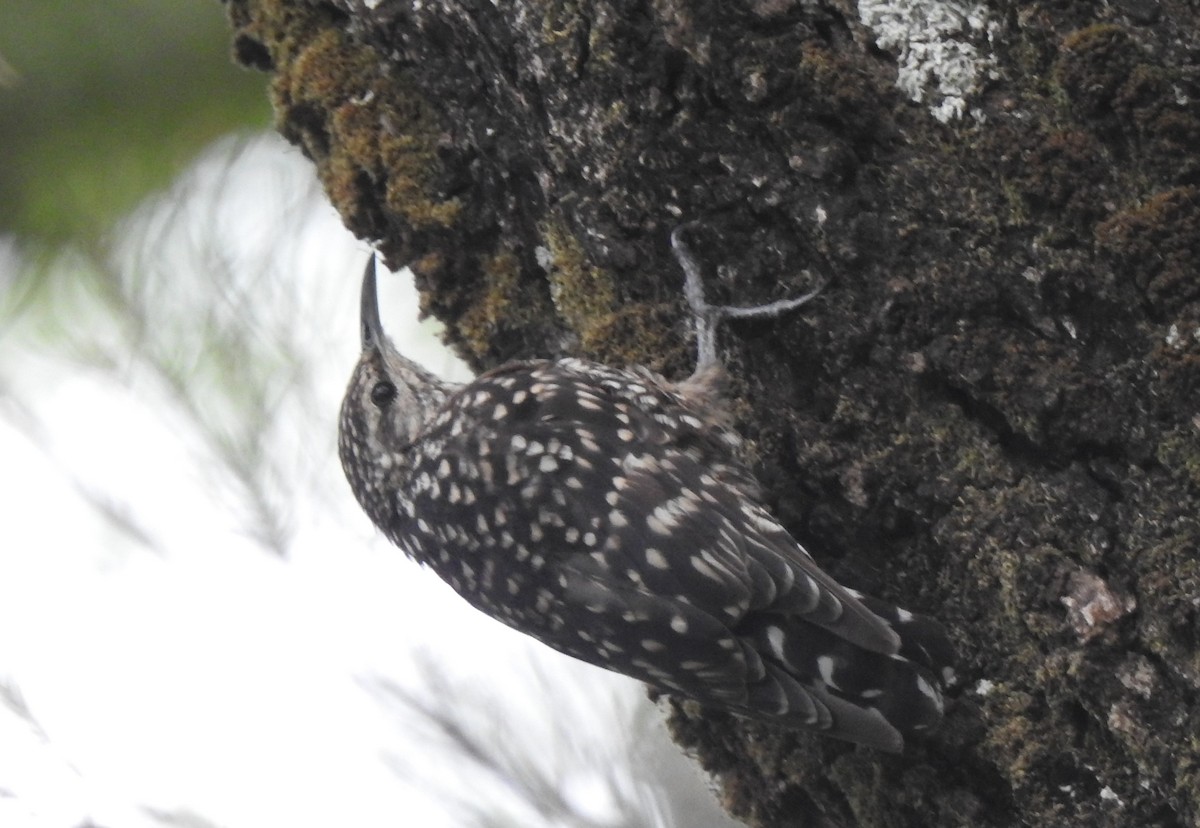 African Spotted Creeper - ML166807101