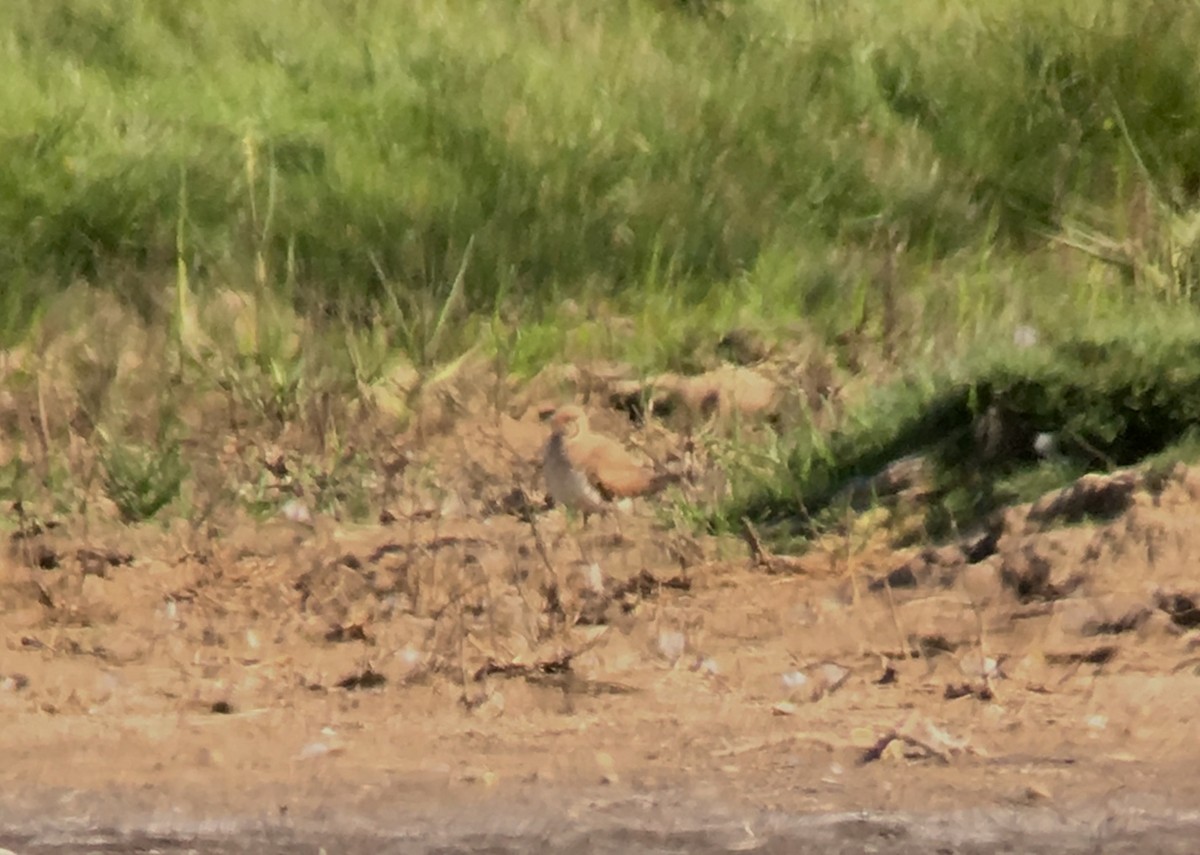 Collared Pratincole - Toby Phelps