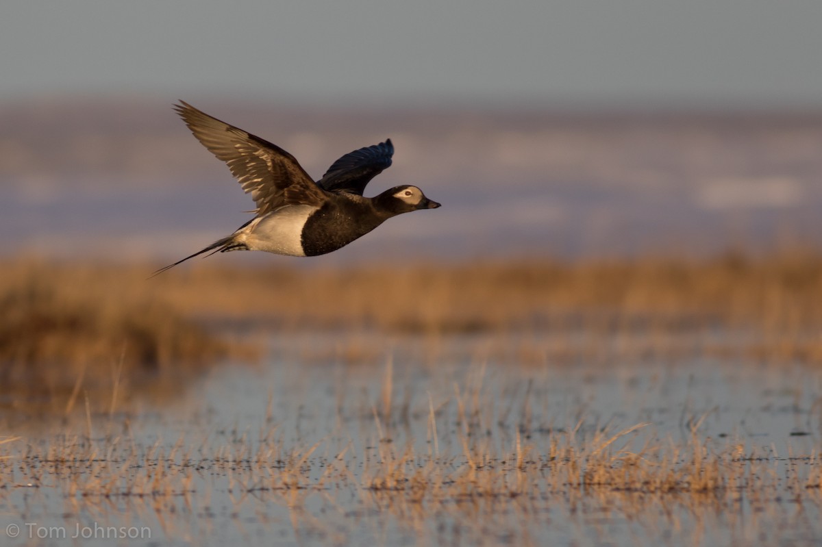 Long-tailed Duck - Tom Johnson