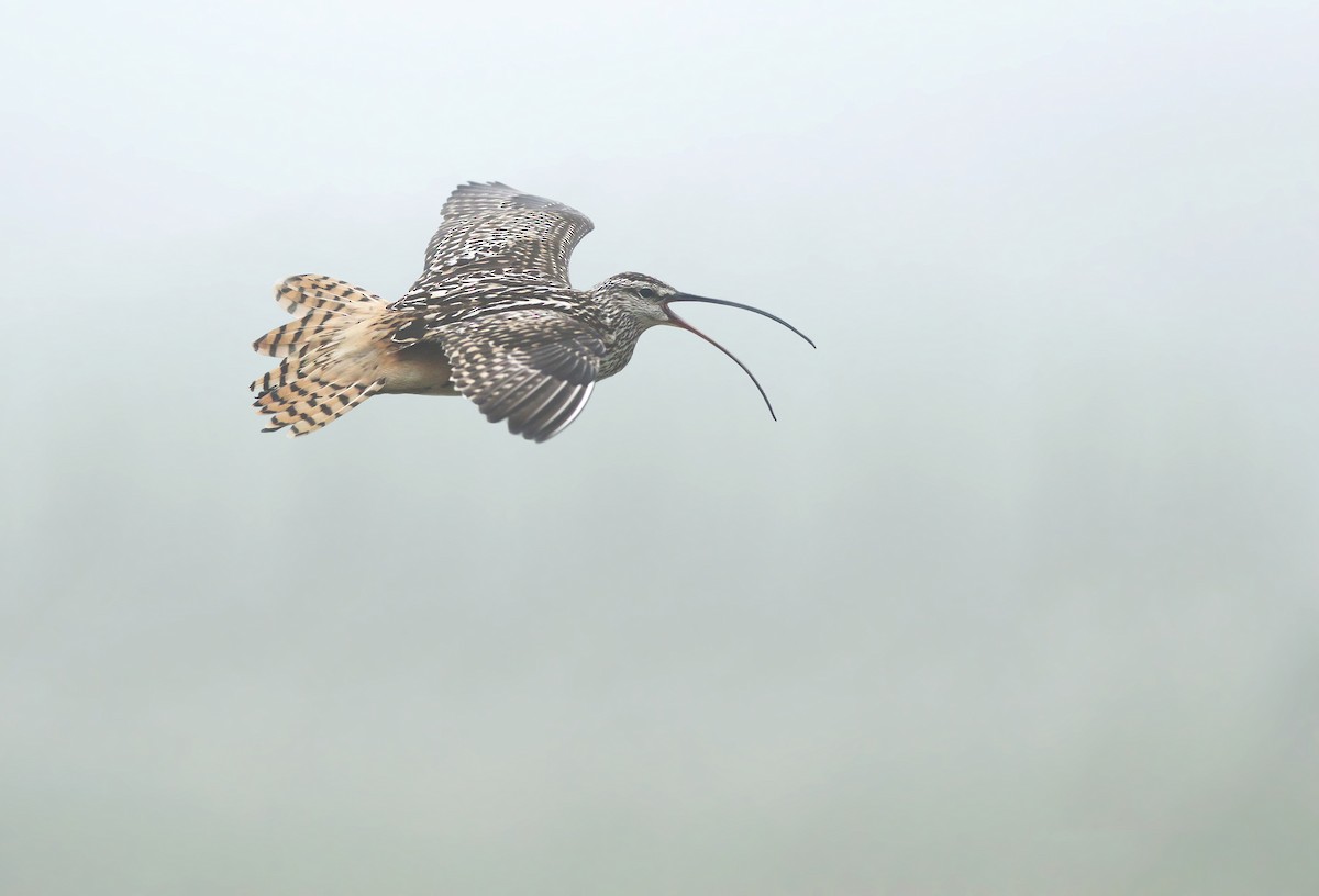 Bristle-thighed Curlew - Jeremiah Trimble