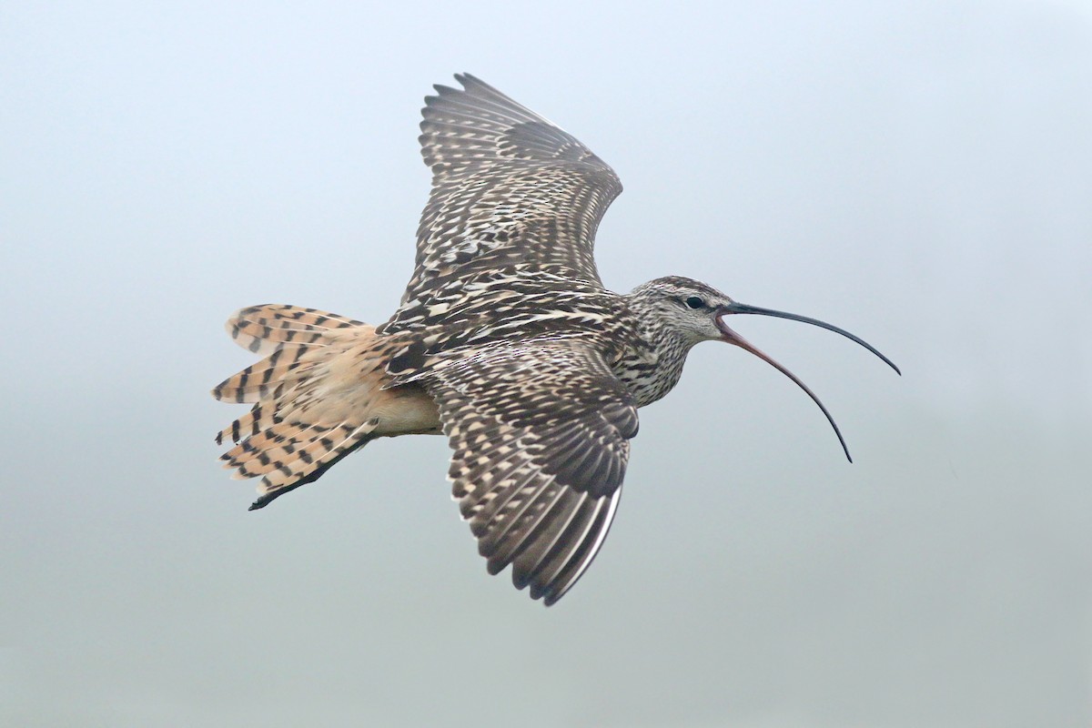 Bristle-thighed Curlew - ML166808161
