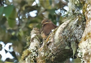 Black-billed Cuckoo-Dove, ML166811871