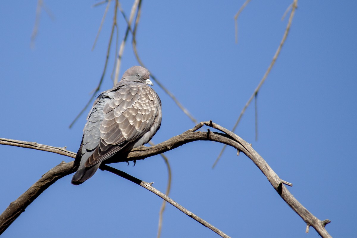 Spot-winged Pigeon - ML166813141