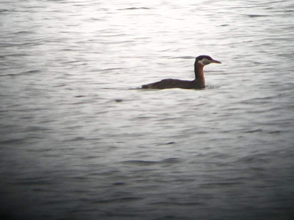 Red-necked Grebe - ML166813401