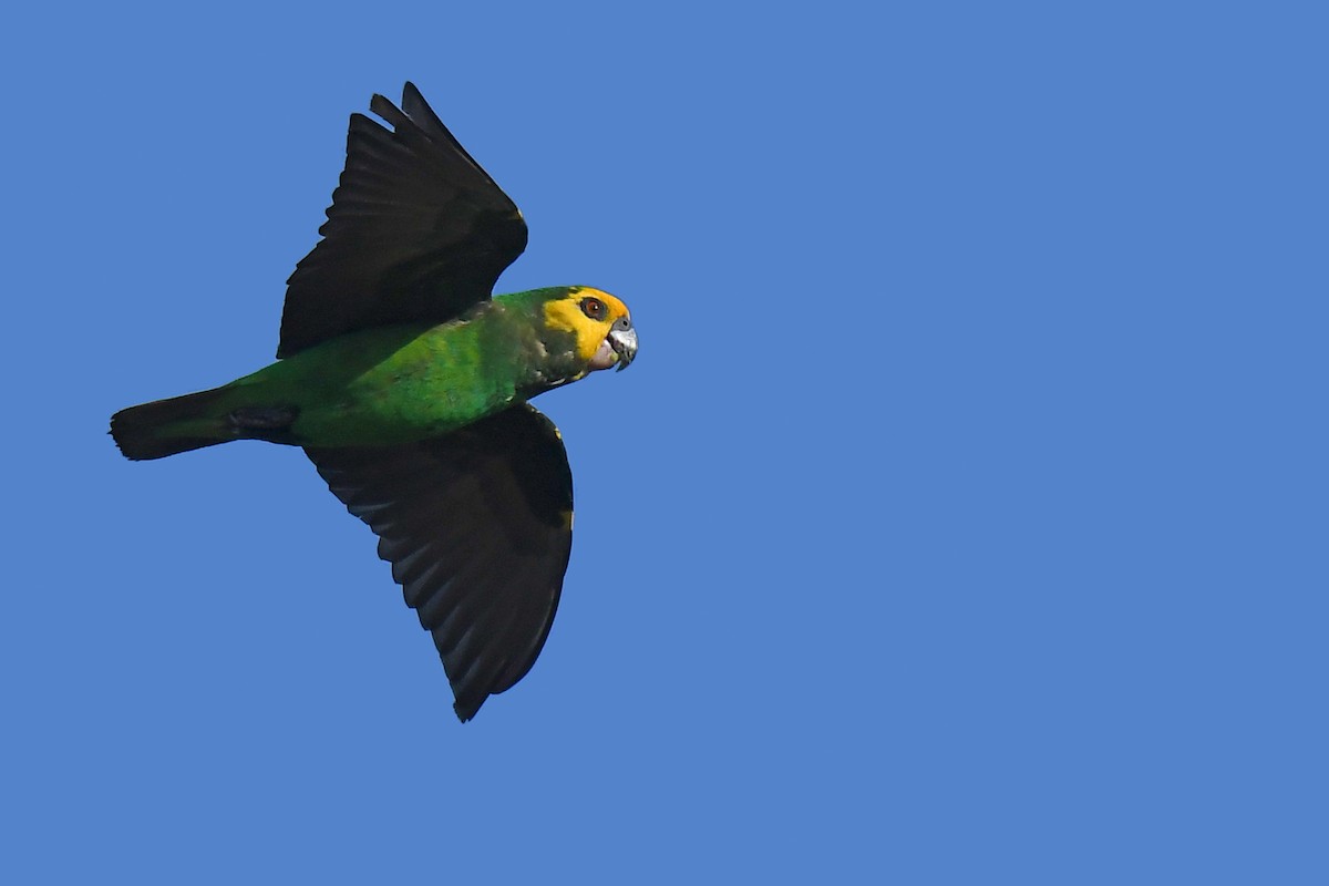 Yellow-fronted Parrot - Lev Frid
