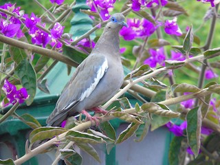 West Peruvian Dove, ML166817041