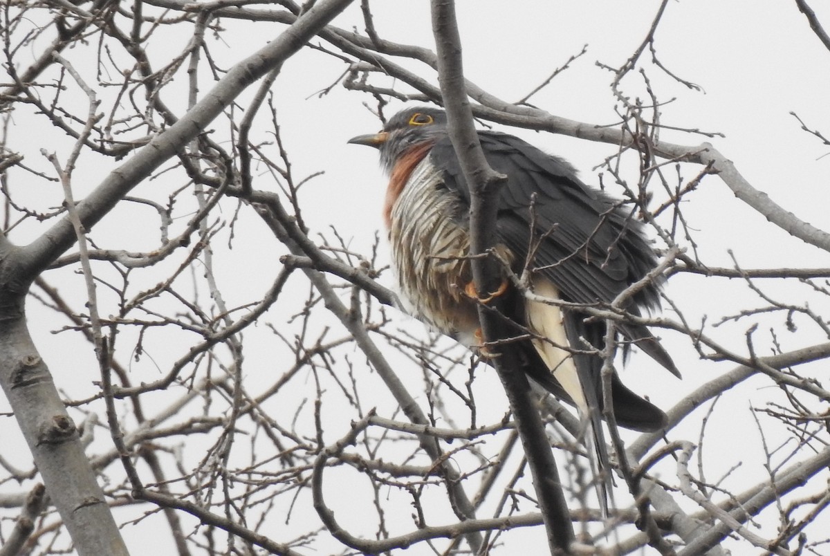 Red-chested Cuckoo - ML166820611