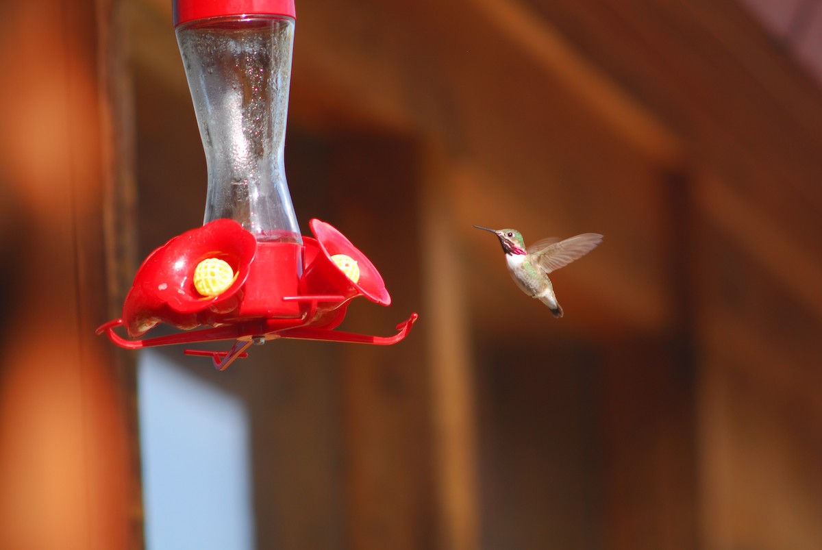 Calliope Hummingbird - ML166822691