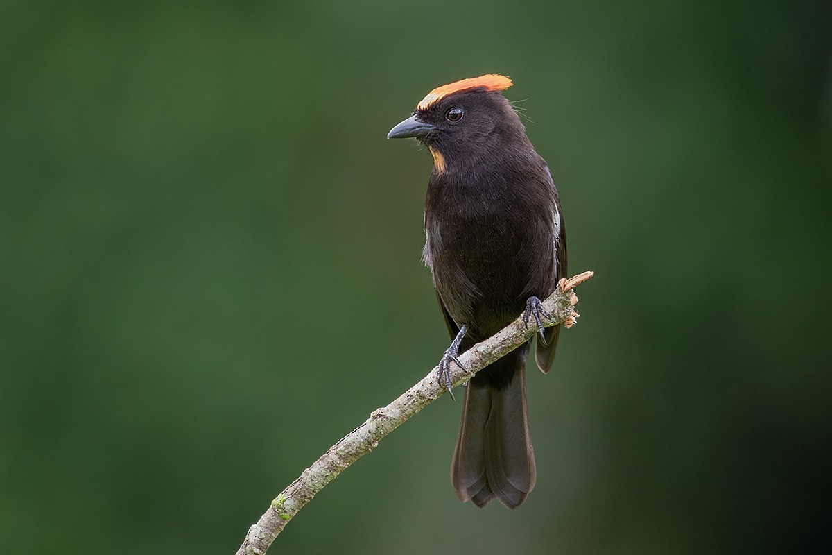 カンムリクロフウキンチョウ Cristatus グループ Ebird