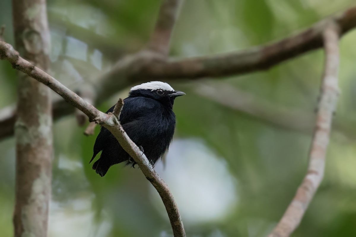 White-crowned Manakin - Alexandre Gualhanone