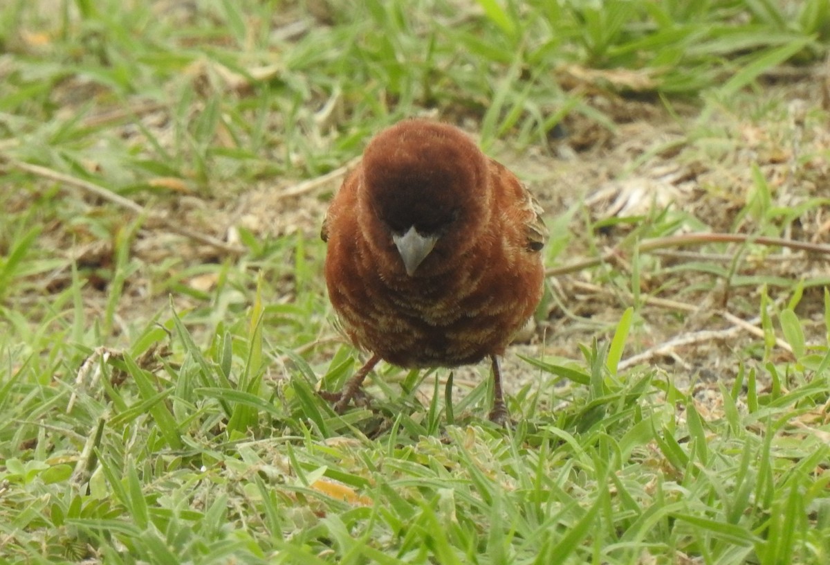 Chestnut Sparrow - ML166829231