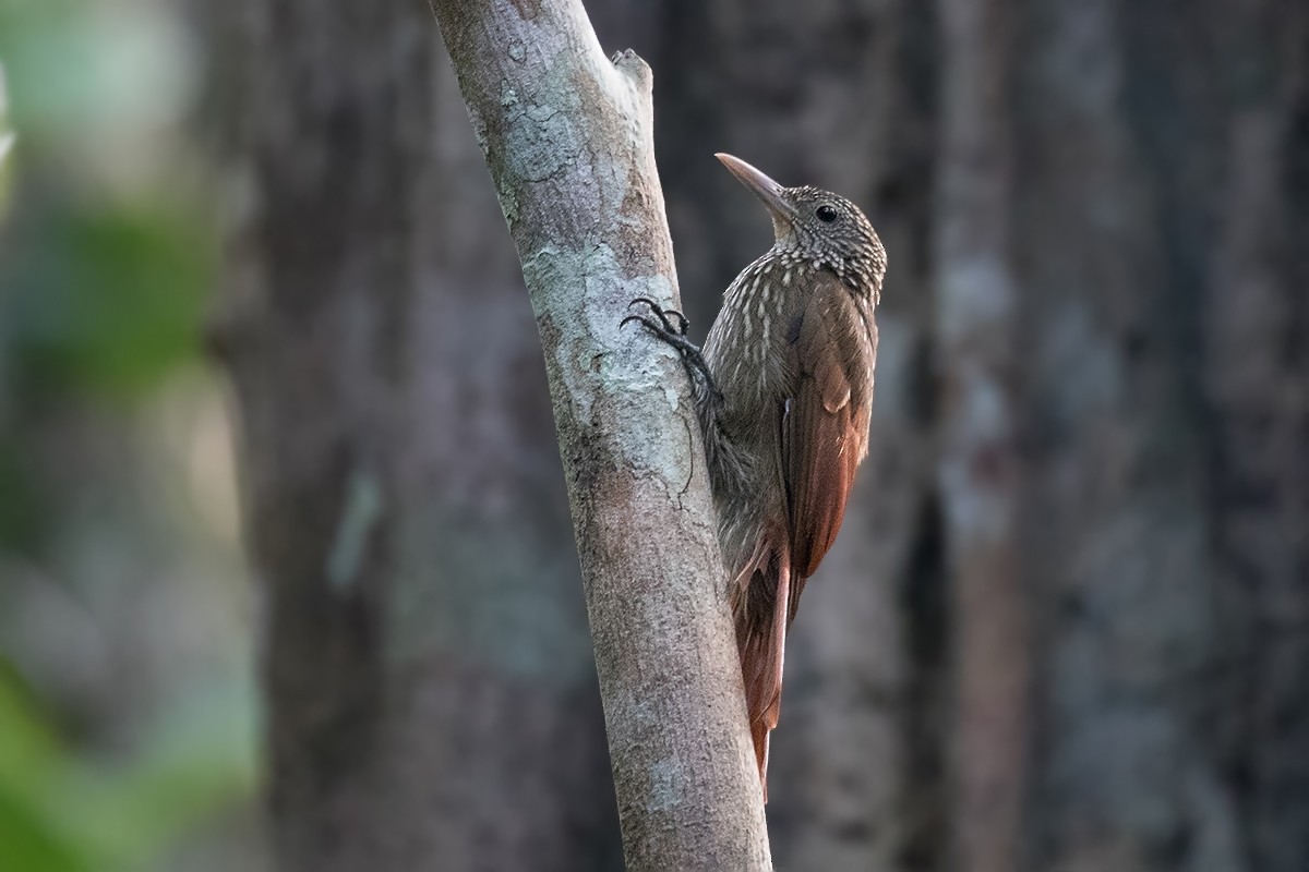 Striped Woodcreeper - Alexandre Gualhanone