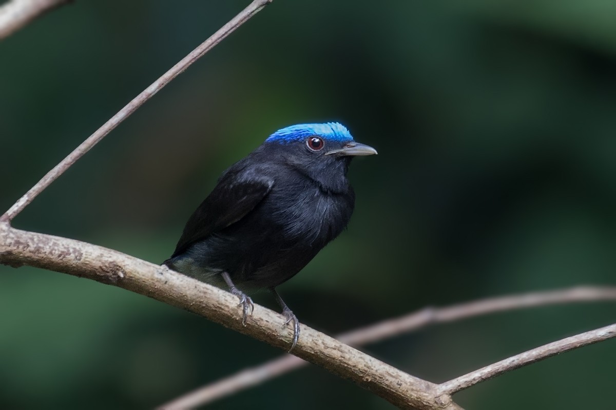 Blue-capped Manakin - Alexandre Gualhanone