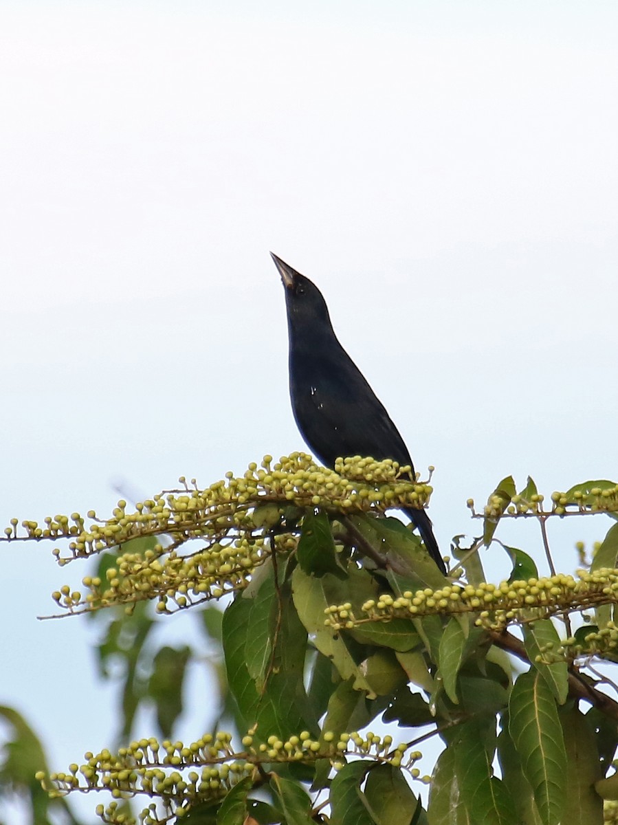Unicolored Blackbird - ML166829711