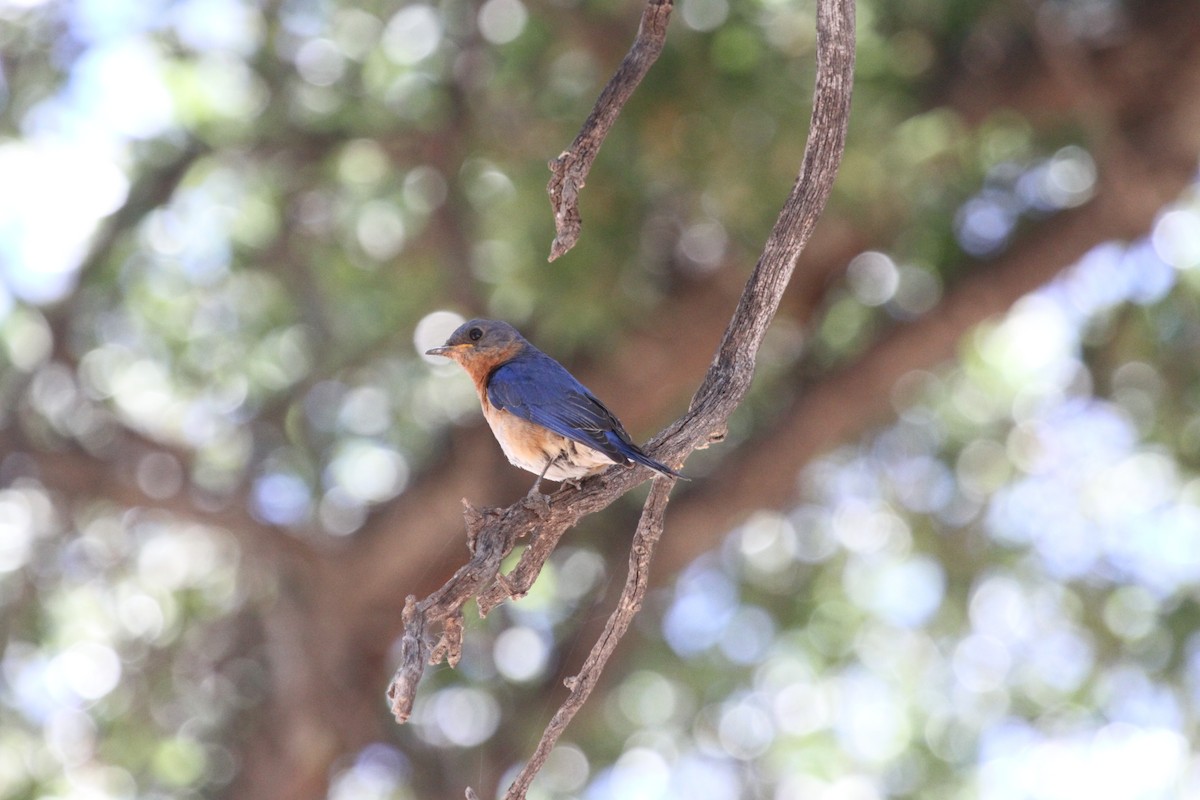 Eastern Bluebird (Mexican) - ML166829771