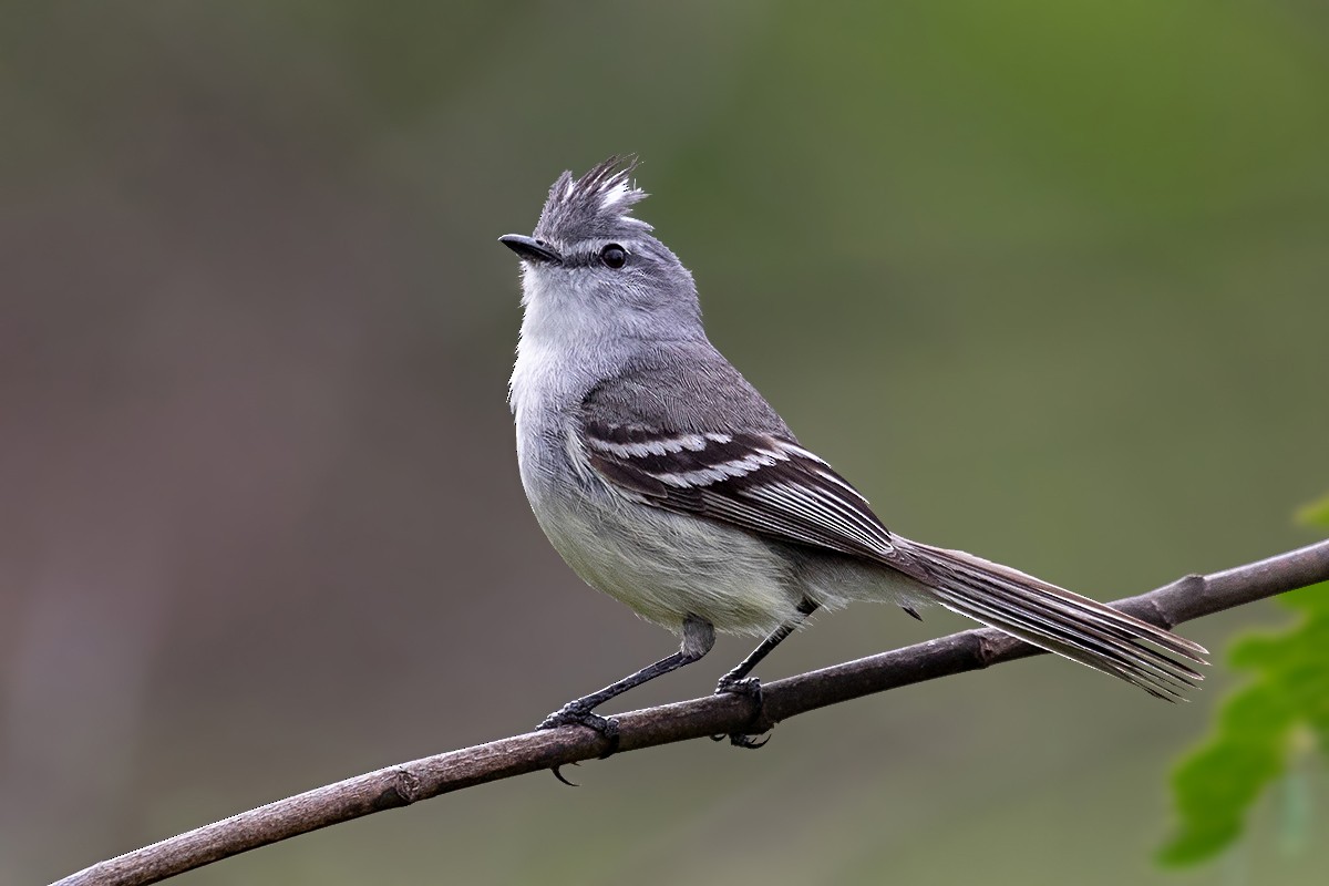 White-bellied Tyrannulet - Alexandre Gualhanone