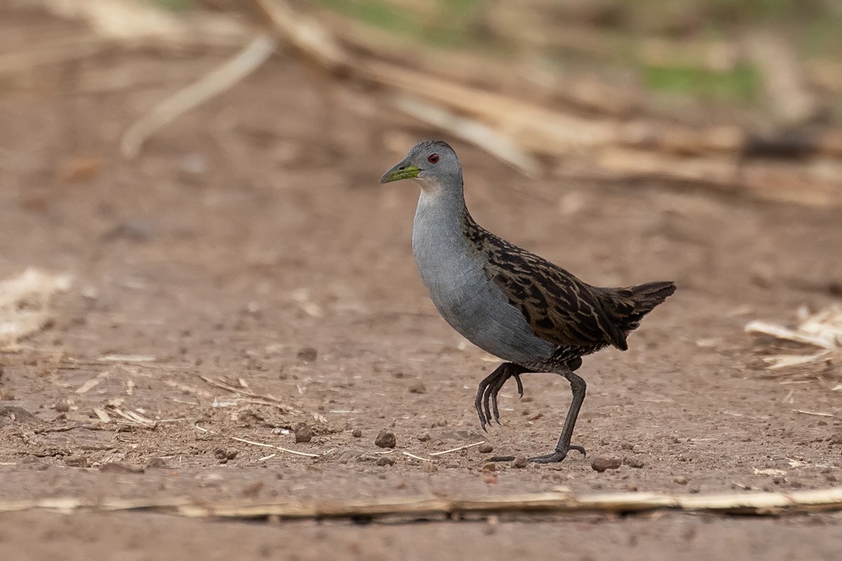 Ash-throated Crake - Alexandre Gualhanone