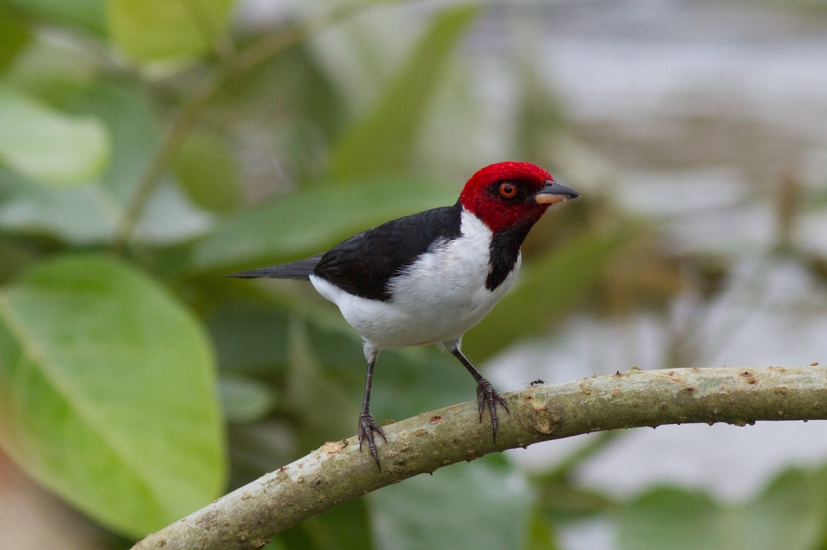 Red-capped Cardinal - Justyn Stahl